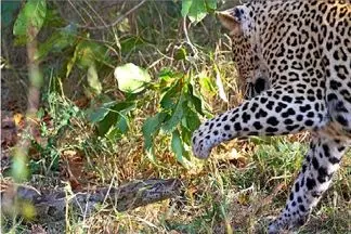 مستند حیات وحش؛ پلنگ به مار پا نمیده بزنتش زمین