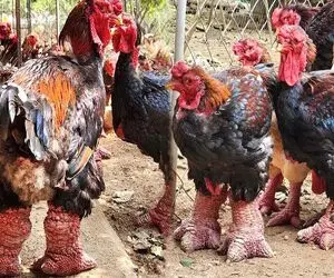 عجایب روزگار؛ ژن خوک و خروس رو با هم قاطی کردن کاشتن نتیجه شد خروس غول
