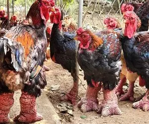 عجایب روزگار؛ ژن خوک و خروس رو با هم قاطی کردن کاشتن نتیجه شد خروس غول