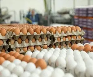 قیمت تخم مرغ امروز دوشنبه 4 خرداد 1405 + جدول