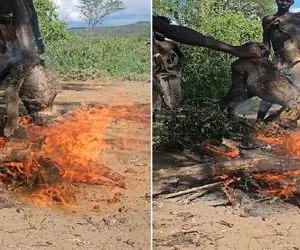 کباب سگ؛ بربرهای برهنه سنگدل سگ نگهبان که زخمی شد رو رو آتیش کباب و میل کردن