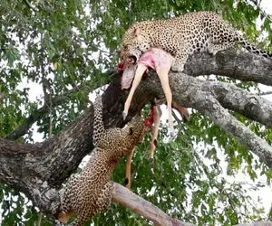 شاهکار حیات وحش؛ یوزپلنگ ددمنش بعد شکار طعمه ش رفت رو درخت در آرامش تناول کرد