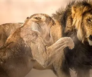 طنز حیات وحش؛ چغلی کردن توله شیر باعث کتک و کتک کاری سلطان و زنش شد/ چه چک افسری زد