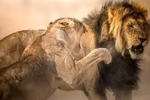 طنز حیات وحش؛ چغلی کردن توله شیر باعث کتک و کتک کاری سلطان و زنش شد/ چه چک افسری زد
