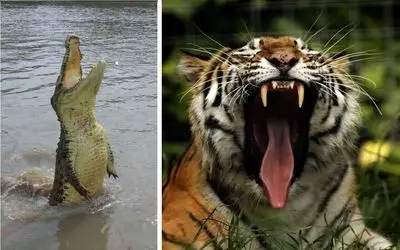 لحظات مرگبار و غم‌انگیز طبیعت؛ حمله کروکودیل به یک کودک، اگه دلشو نداری نبین!