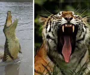 لحظات مرگبار و غم‌انگیز طبیعت؛ حمله کروکودیل به یک کودک، اگه دلشو نداری نبین!