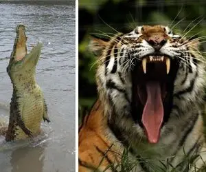 لحظات مرگبار و غم‌انگیز طبیعت؛ حمله کروکودیل به یک کودک، اگه دلشو نداری نبین!