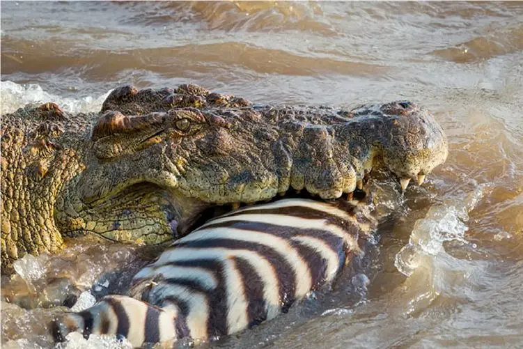 قلمرو حیوانات؛ تمساح تو مکتب یزید بزرگ شده خر راه راه وحشیانه پاره میکنه