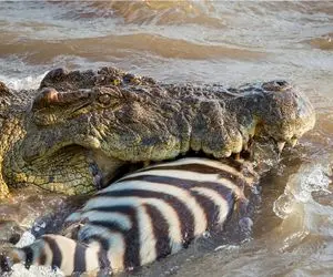 قلمرو حیوانات؛ تمساح تو مکتب یزید بزرگ شده خر راه راه وحشیانه پاره میکنه