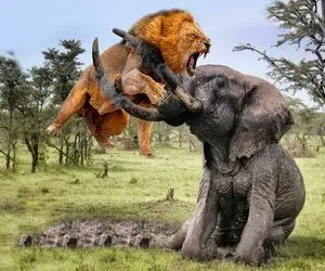 صحنه دهشتناک؛ فیل خرفت شیر شریری که موقع آفتاب لجن گرفتن مزاحمش شد رو جر داد