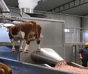 دامداری نوین؛ گاو رو درسته و بدون کشتار میندازن تو دستگاه هات داگ میشه