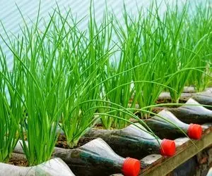 ایده های خلاقانه؛ باغچه کف حیاط نداری تو بطری های پلاستیکی دوغ پیاز بکار محشر میشه