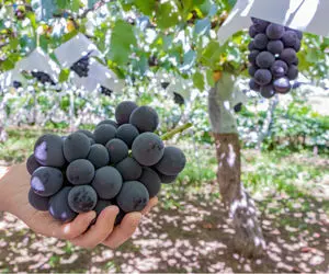 کشاورزی نوین؛ توی ژاپن انگور کاشتن هر دونش اندازه گردو درشت شده هر خوشش چند کیلوئه