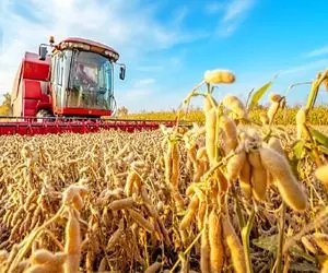 کشاورزی نوین؛ با کمباین به روز سویا برداشت میکنه به صورت سنتی ازش سس میگیره