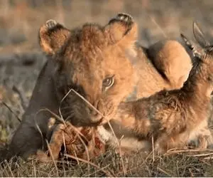 مستند حیات وحش؛ شیر آهو رو نه تنها نمی خوره در آغوش میگیره تا کفتارها نخورنش