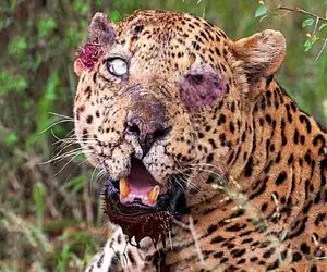 بدایع حیات وحش؛ رویارویی پلنگ و کفتار که باعث بریدگی‌ها و کبودی‌های شد