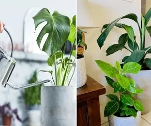 میزان آبیاری گیاهان آپارتمانی / بیشتر از این بریزی ریشه شون میپوسه کمترم باشه میخشکه