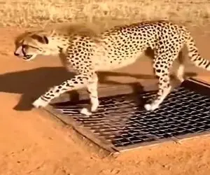 معماری طبیعت؛ پلنگ افتاد تو تله ای که یارو براش کار گذاشته صدا گربه داد