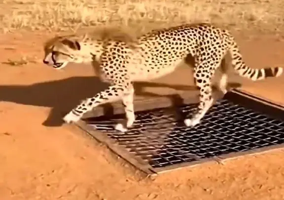 معماری طبیعت؛ پلنگ افتاد تو تله ای که یارو براش کار گذاشته صدا گربه داد