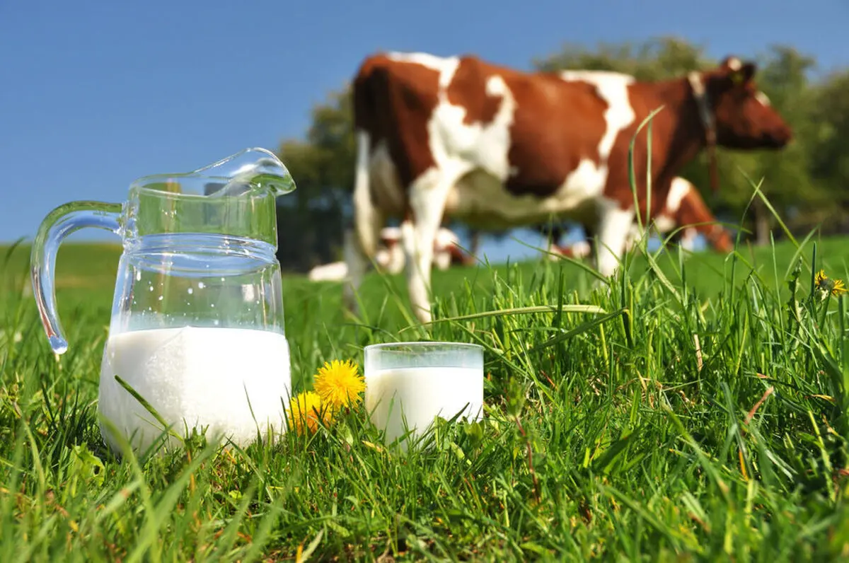 Milk