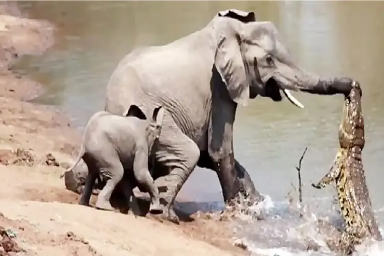 مستند حیات وحش؛ فیل؛ تمساح