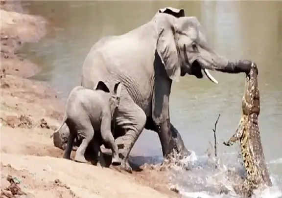 مستند حیات وحش؛ فیل؛ تمساح