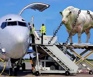 گاوهای باورنکردنی؛ انقد گاو رو عضلانی کردن با آمپول هواپیما اوردن حملش کنه