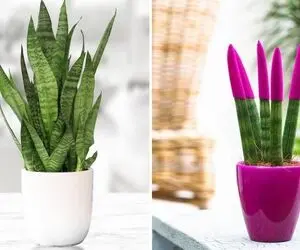 چرا نوک برگ های سانسوریا خشک میشه؟ برگ شمشیری خوشگلی که همیشه سبزِ سبزِ