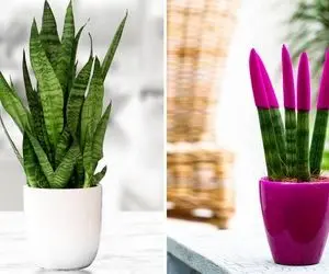 چرا نوک برگ های سانسوریا خشک میشه؟ برگ شمشیری خوشگلی که همیشه سبزِ سبزِ