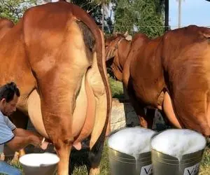 گاوهای باورنکردنی؛ گاو غولی که دوشیده نشه راه نمیره و طفلی التماس میکنه بدوشن