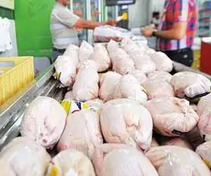مرغ گرم و منجمد کیلویی چند؟
