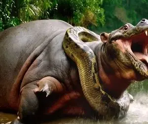 بدایع حیات وحش / جدال خصمانه پیتون غول با اسب آبی دهن گشاد برای بقا