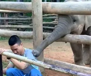 از جذابیت‌های حیات وحش؛ فیل با خرطوم طویلش قولنج گردن مرده رو میگیره