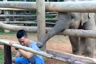 از جذابیت‌های حیات وحش؛ فیل با خرطوم طویلش قولنج گردن مرده رو میگیره