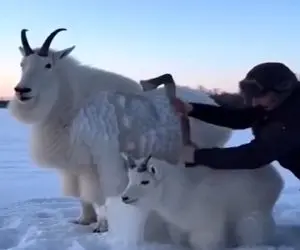 معماری طبیعت؛ مرد فک کرد داره در حق بز و بچش کار خیر میکنه اما...