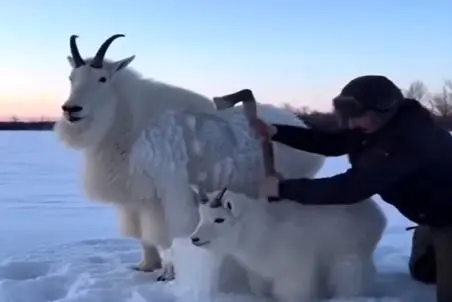 معماری طبیعت؛ مرد فک کرد داره در حق بز و بچش کار خیر میکنه اما...