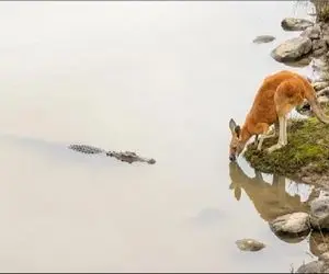 بدایع حیات وحش؛ کانگورو تمساحی که قصد خوردنش رو داشت چک و لگدی کرد