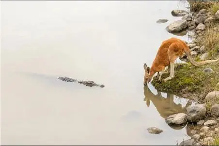 بدایع حیات وحش؛ کانگورو تمساحی که قصد خوردنش رو داشت چک و لگدی کرد