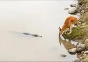 بدایع حیات وحش؛ کانگورو تمساحی که قصد خوردنش رو داشت چک و لگدی کرد