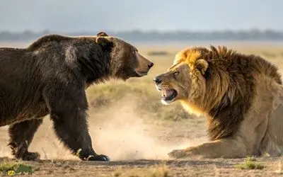 نبرد حیات وحش/ نبرد خرس گریزلی با شیر ترسناک و گرسنه تا پای مرگ با هم میجنگند