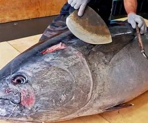 غذاهای غول پیکر؛ مهارت خارق العاده آشپز چینی تو برش زدن ماهی تن 450 کیلوگرمی