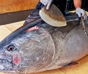 غذاهای غول پیکر؛ مهارت خارق العاده آشپز چینی تو برش زدن ماهی تن 450 کیلوگرمی