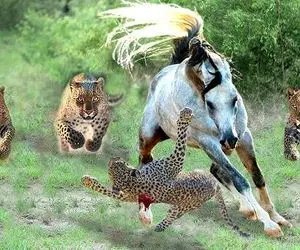 مستند حیات وحش؛ فرار ناممکن اسب وحشی از چنگال پلنگ سریع