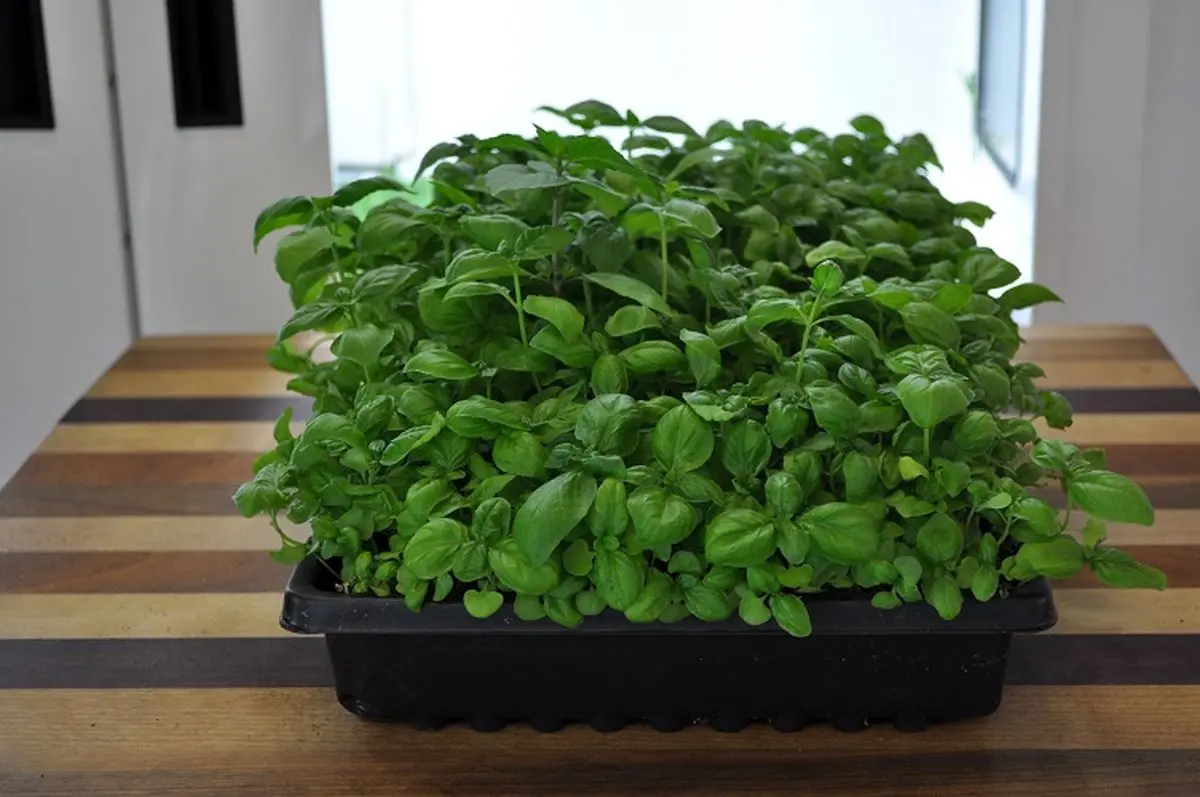 Basil-day-32-4