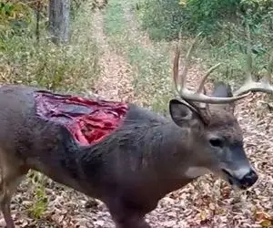 مستند حیات وحش؛ گوزن نصفش خورده شده اما زنده است و سرپا