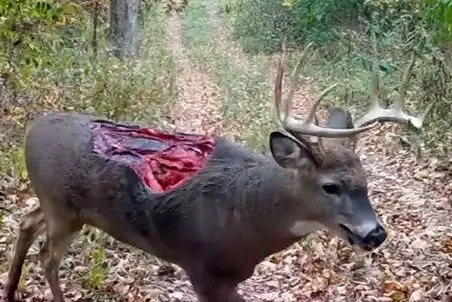 مستند حیات وحش؛ گوزن نصفش خورده شده اما زنده است و سرپا