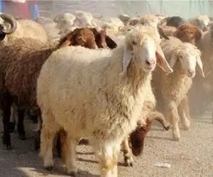 (جدول) قیمت دام زنده امروز۲۰ آبان ۱۴۰۳/ بازار در اغماء به سر میبرد