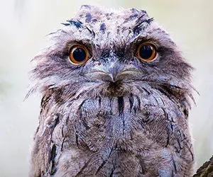 (عکس) با لایک خورترین پرنده اینستاگرام آشنا شوید