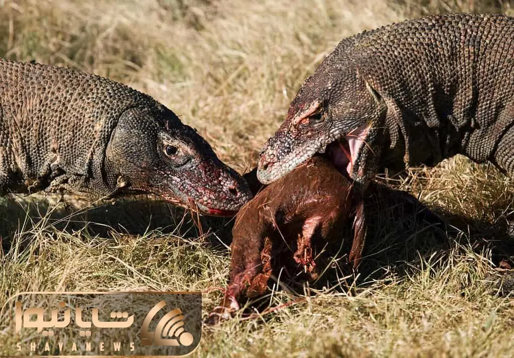 از جذابیت های حیات وحش؛ اژدهای کومودو بوی لاشه که به مشامش رسید ناجور وحشی شد