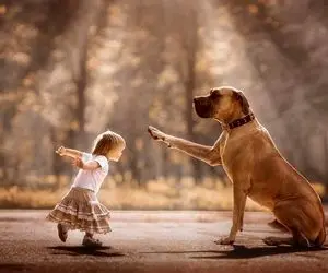 چند اشتباه رایج در آموزش سگ ها